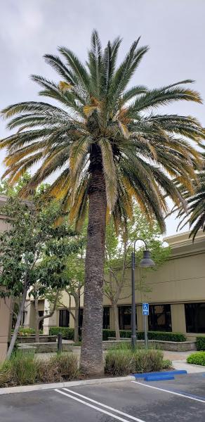 California Arbor Care Inc