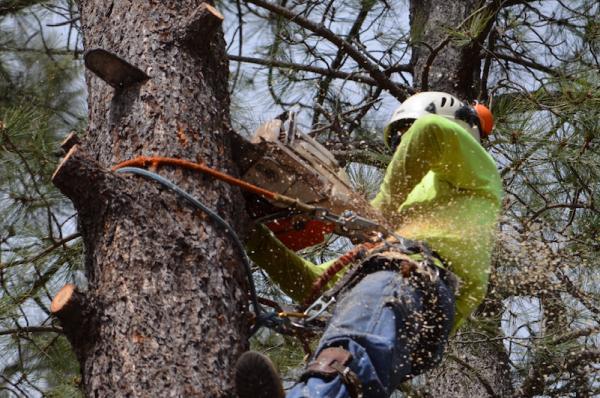 Rutherford Tree Service