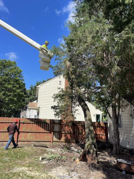 ZZ Tree Service