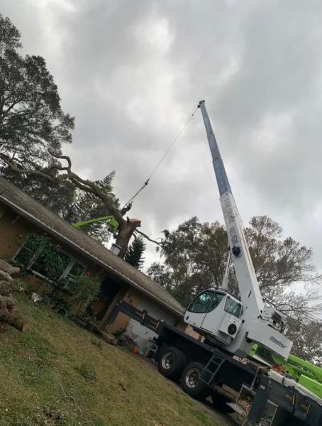 Advanced Arbor Professional Tree Care