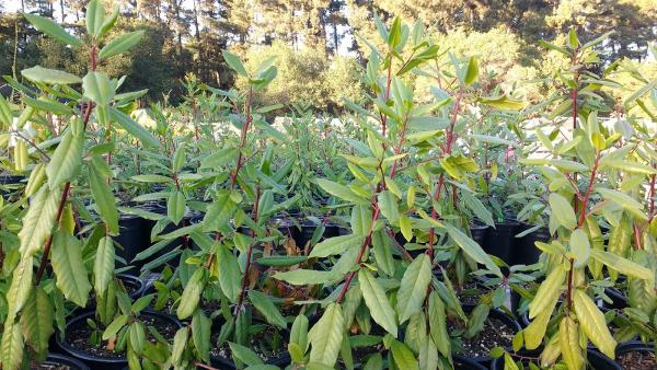 Central Coast Wilds Nursery