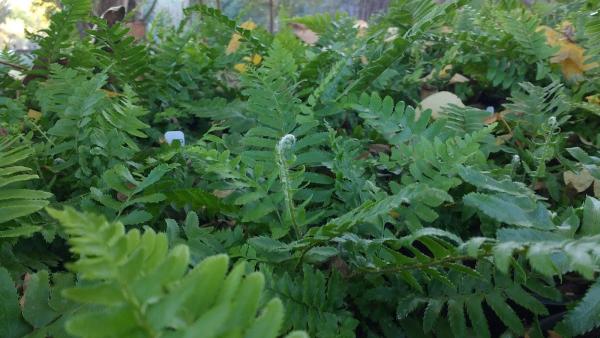 Central Coast Wilds Nursery