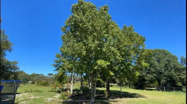 Oaks Lawn and Tree Service