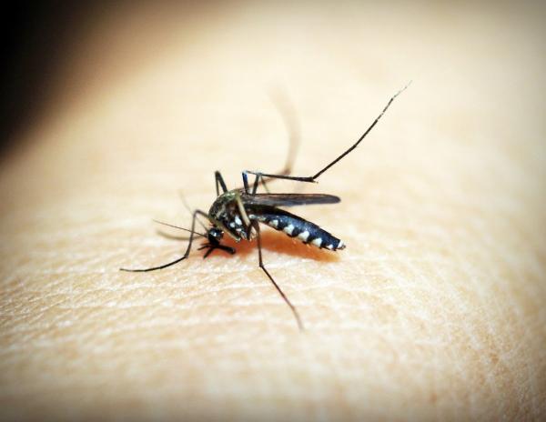 It Bugs Me Pest Control