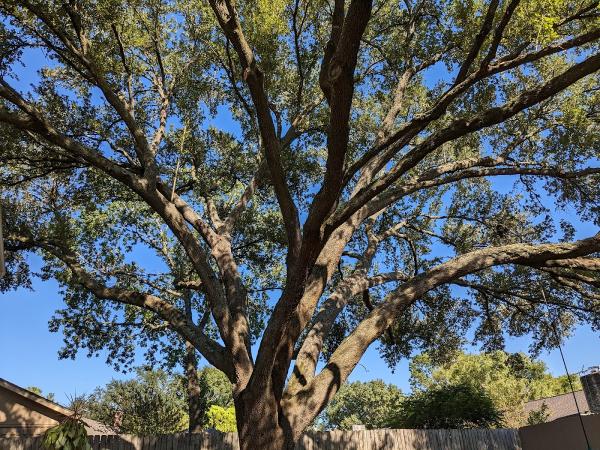 H&H Tree Service