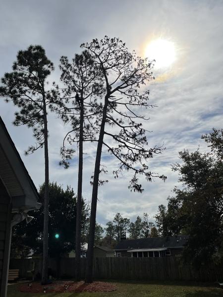 Seagate Tree Service