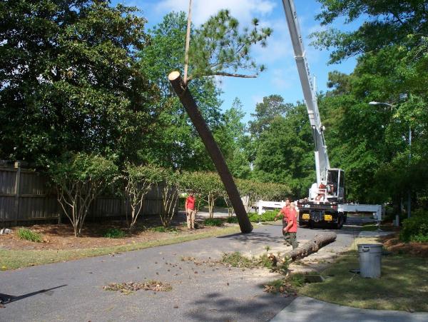 Seagate Tree Service