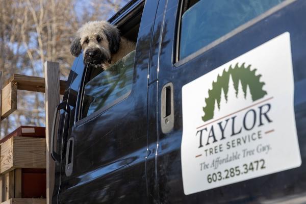Taylor Tree Service