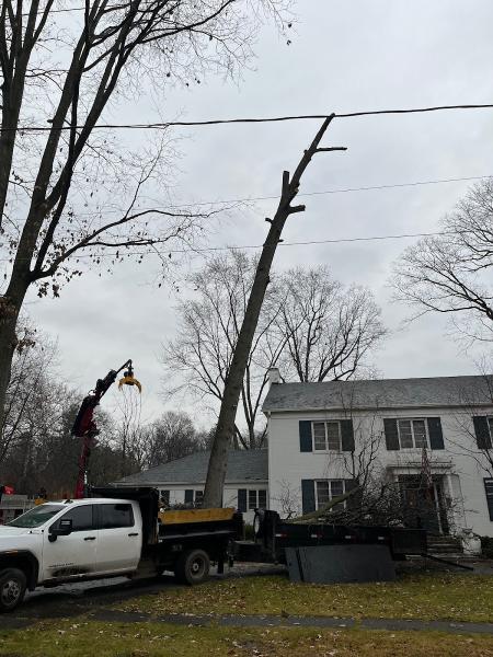 Jeff's Tree Removal LLC