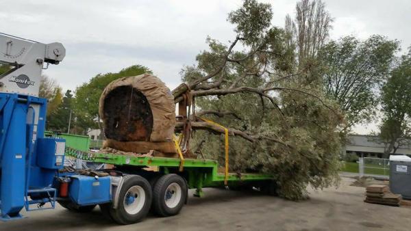 Nor Cal Trees