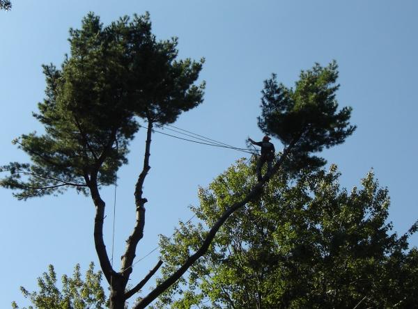 Ward Brothers Tree & Crane Services