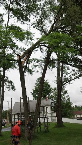Ward Brothers Tree & Crane Services