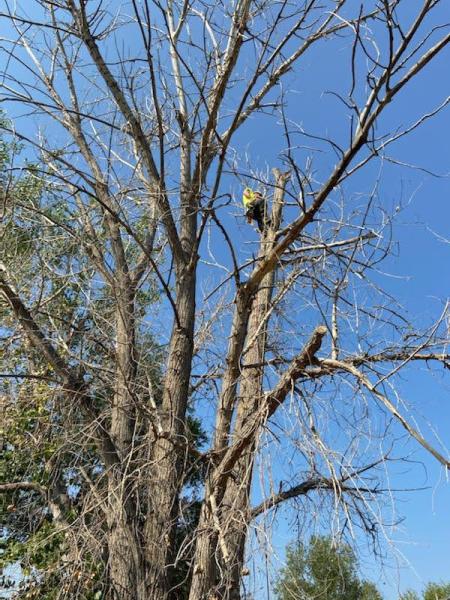 Front Range Arborists
