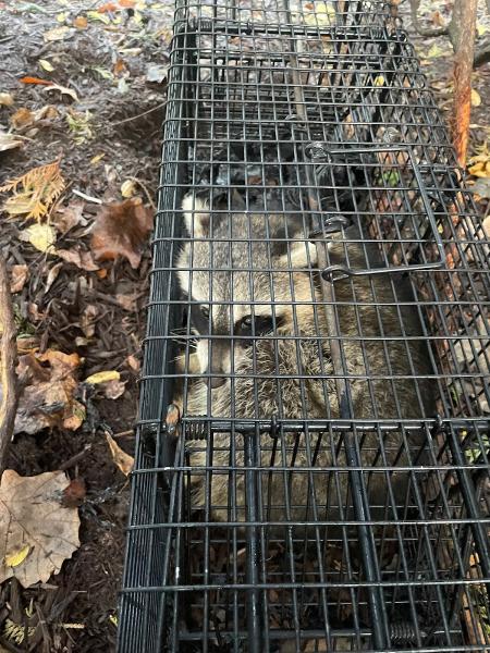 Wildlife Removal & Exclusion Experts