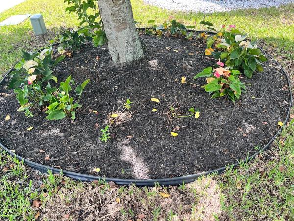 County Tree and Property Renovation