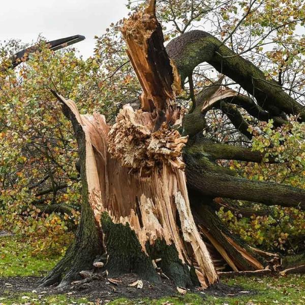 County Tree and Property Renovation