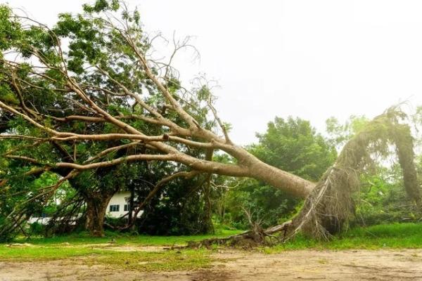 County Tree and Property Renovation