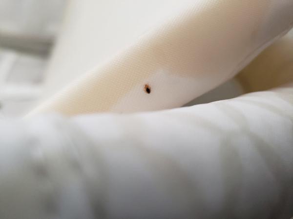 Protec All Pest Specialists