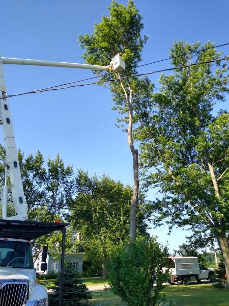 Triple DDD Tree Service