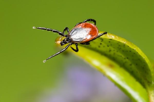 Republic Pest Control Magnolia