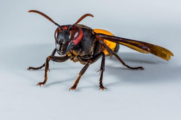 Republic Pest Control Magnolia