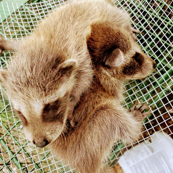 Steel City Wildlife Control
