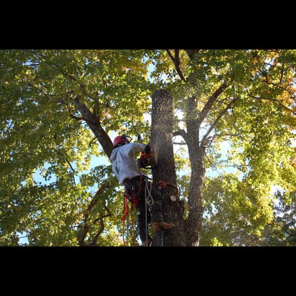 Hanson Tree Care