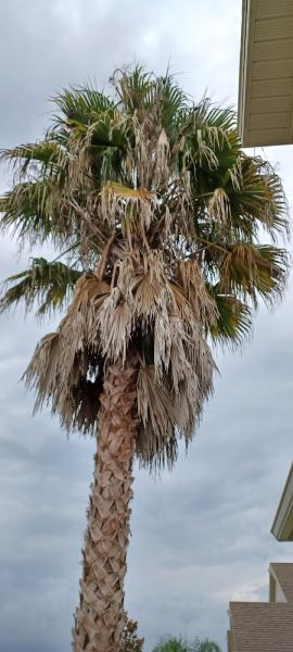 Clearcut Tree Service