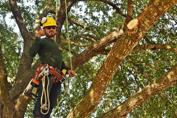 Green Pine Tree Services