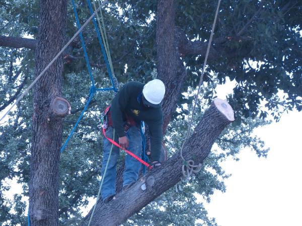 Green Pine Tree Services