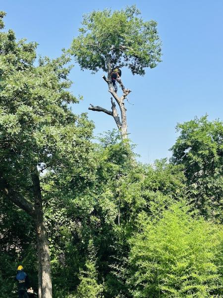 Green Pine Tree Services