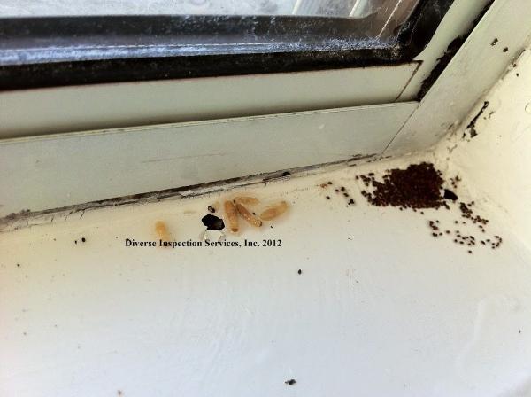 Diverse Inspection Services