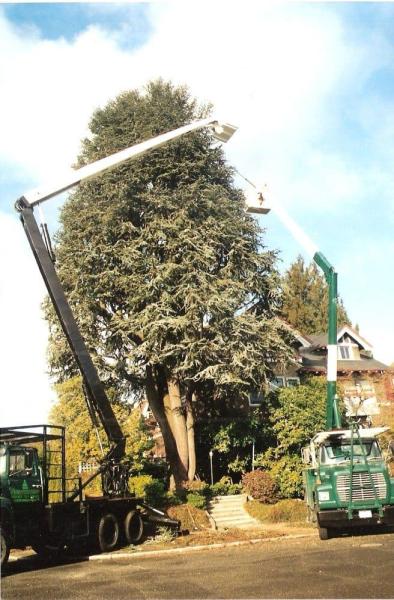 Northwest Insured Tree Service