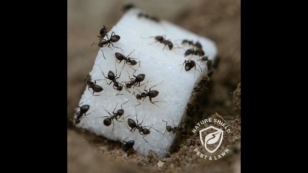 Nature Shield Pest & Lawn