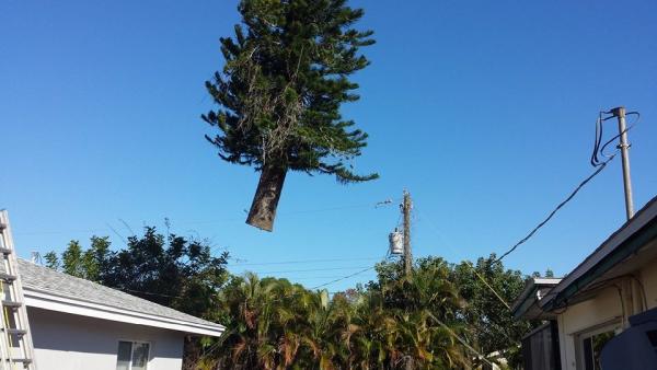 ABC Tree Service