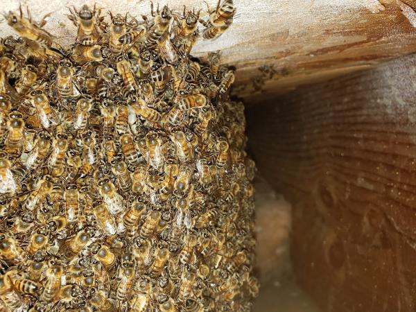 Trips Exterminating