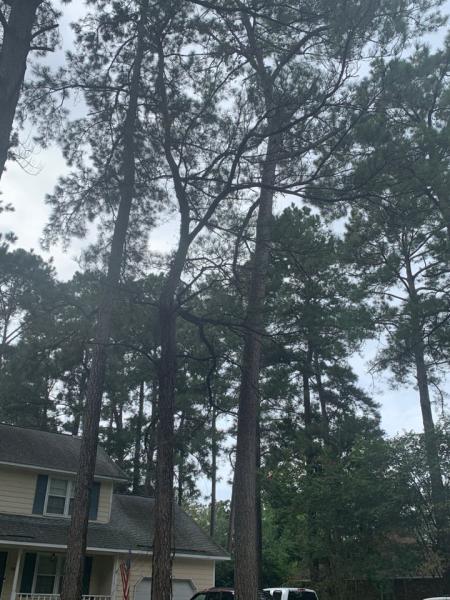 Planet Green Tree Service