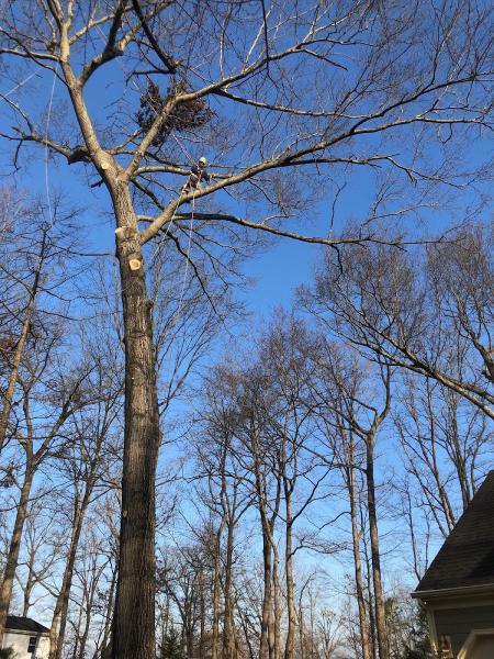 Wyant Tree Service and Landscaping