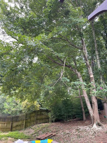 Tree Pruning Specialist