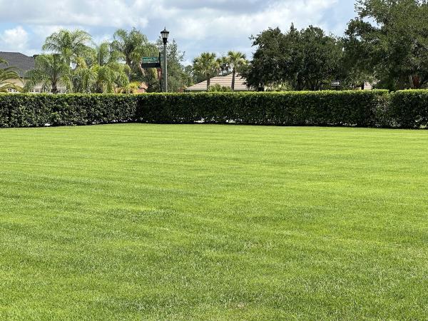 Chads Clean Cut Lawns
