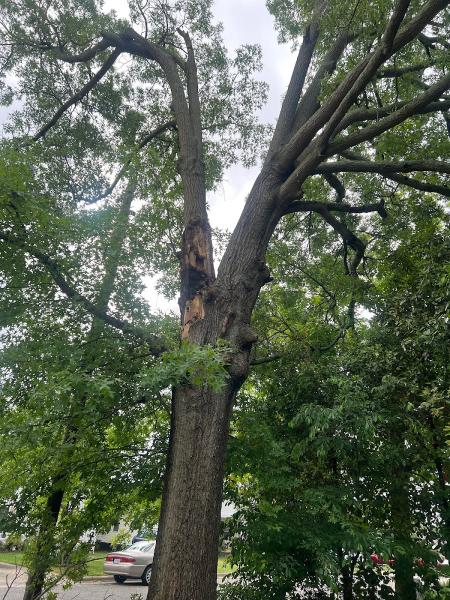 Triad Tree Removal LLC