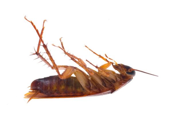 Tempco Pest Control