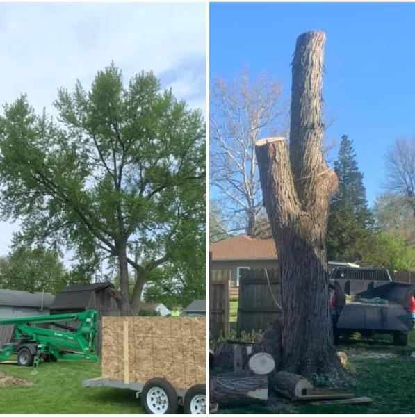 WNY Tree Specialists