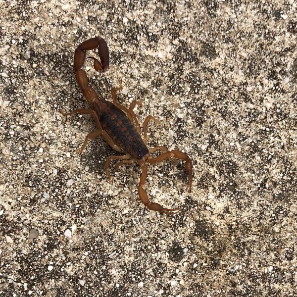 Frogger Pest Management
