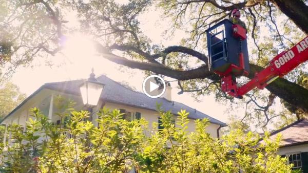 Big Bark Tree Care