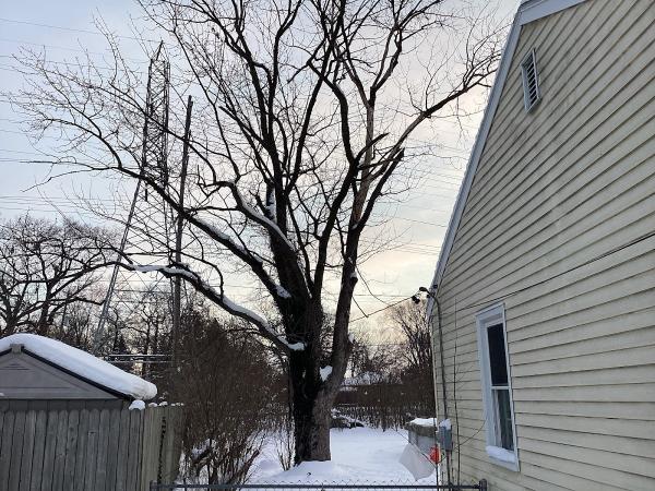 MV Tree LLC