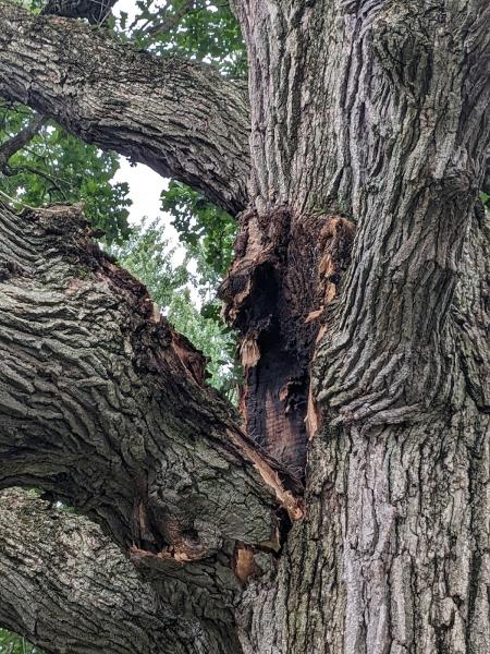 MV Tree LLC