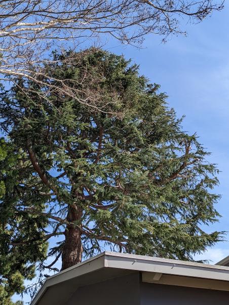 JJI Tree Service