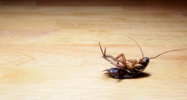It's Bugs Or Us