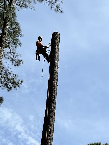 Anthonys Tree Service